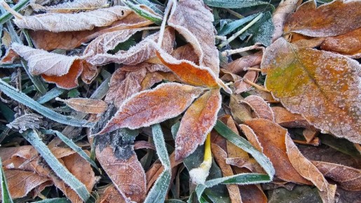 До -5°C похолодает в Челябинской области в День народного единства