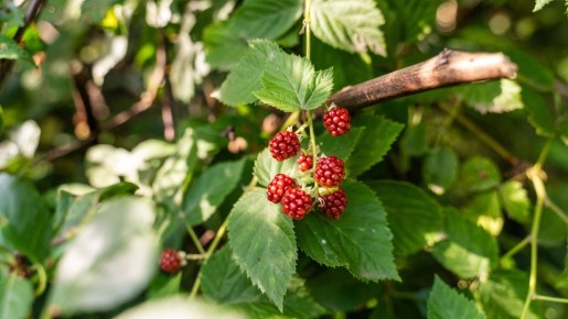 Без этой процедуры не будет ни ягоды: вот что надо сделать с малиной осенью