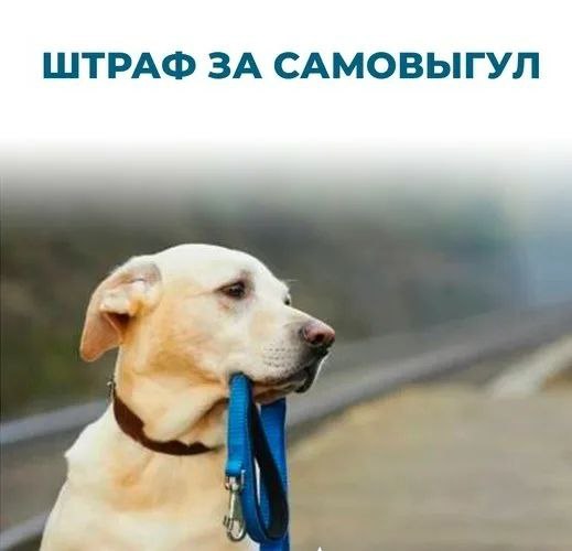 Штраф за самовыгул собак могут увеличить до 50 тысяч рублей