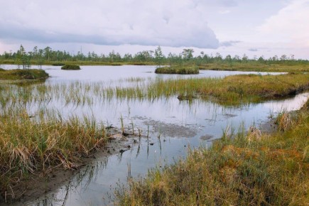В Челябинской области из болота спасли девушку
