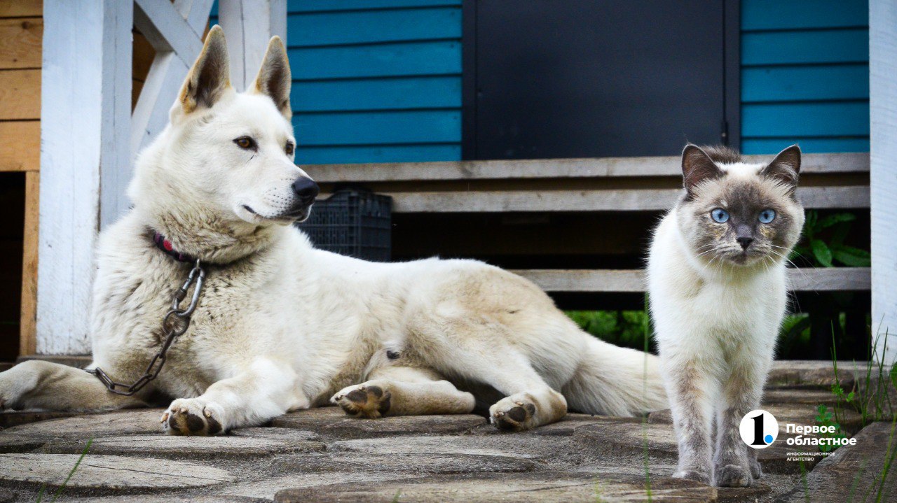 В Челябинской области возьмут на учет домашних собак и кошек