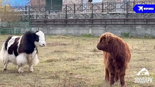 В Челябинском зоопарке появились шотландские высокогорные коровы породы хайленд — Перчик и Горчица