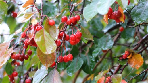 Атлантический циклон принесет аномальное тепло в Челябинск