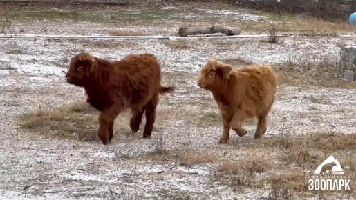 Милых шерстяных коров привезли в зоопарк Челябинска