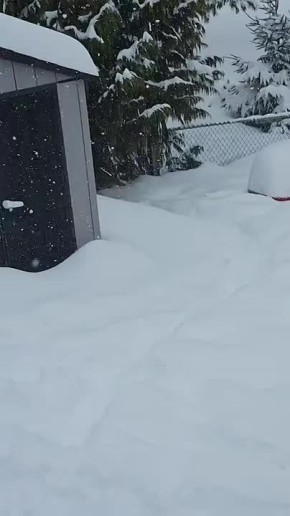 #СДобрымутром31. Пока одни прячут носы и чертыхаются в пробках, другие вовсю кайфуют от зимних вайбов Если вам тоже неохота бежать в душный офис, проверьте, не хаски ли вы, случаем