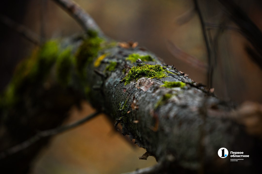 В лесу под Варной рецидивист незаконно срубил 18 берез