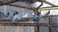 В Копейске живут лучшие голубеводы страны!