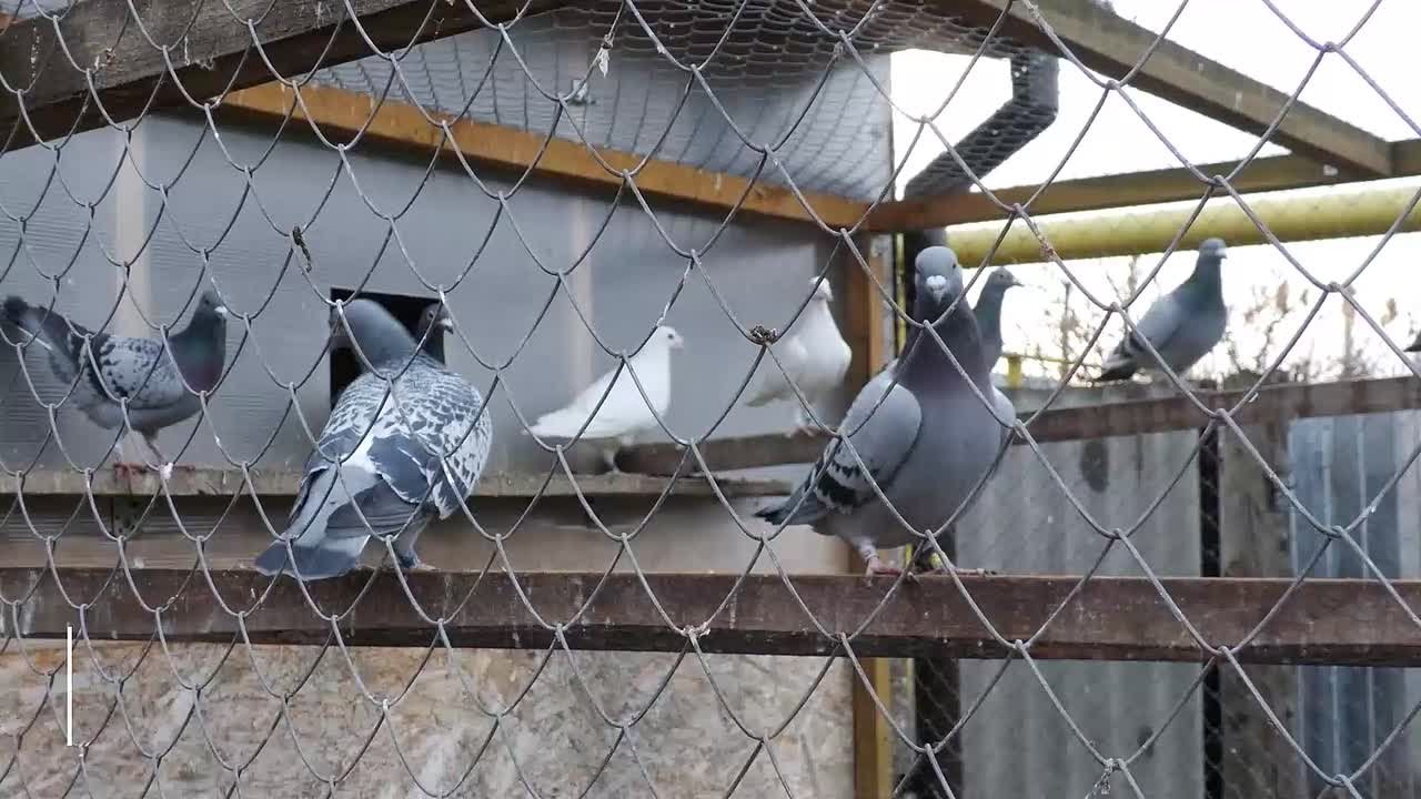 В Копейске живут лучшие голубеводы страны!