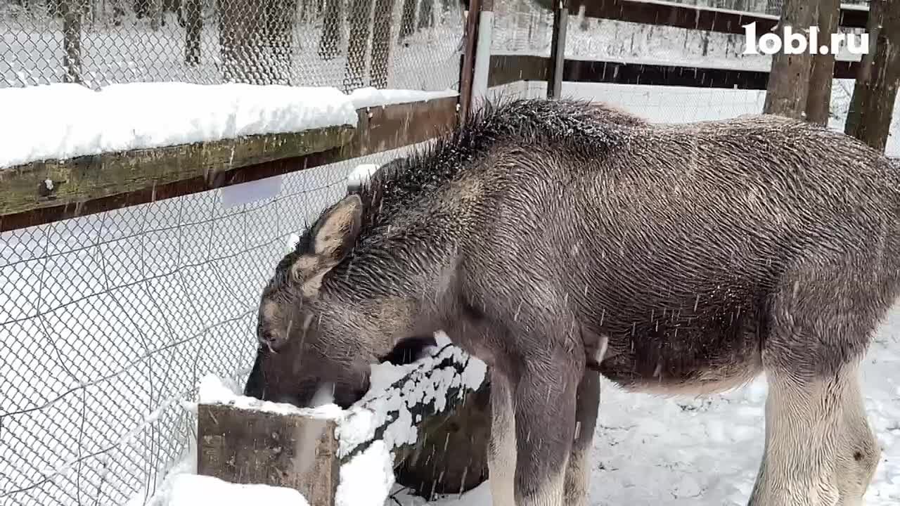 Лосяш и Луна освоились в нацпарке «Зюраткуль»