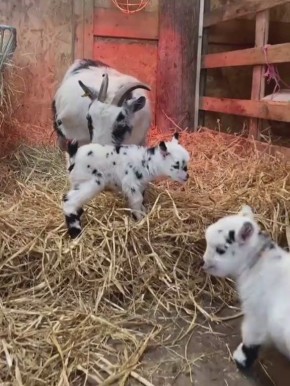 #СДобрымутром31. Не успели выйти на работу, как уже пора отдыхать Надеемся, вы не устали и поэтому скачете сегодня веселым козликом среди коллег