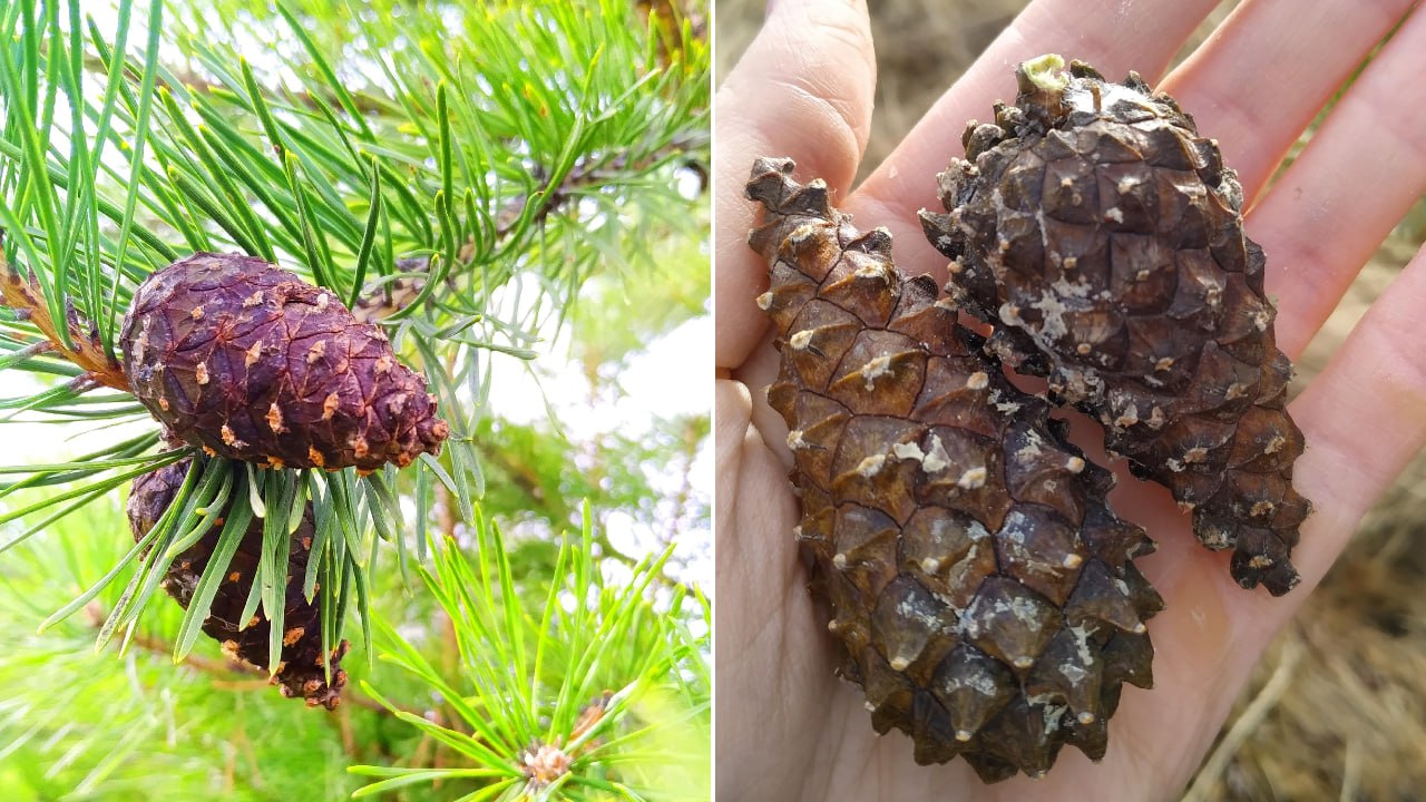 Жителям Челябинской области предлагают заработать на сборе сосновых шишек