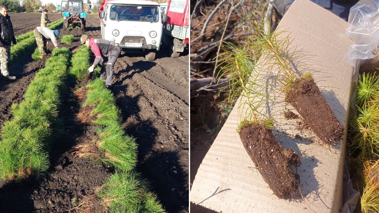 Жителям Челябинской области предлагают заработать на сборе сосновых шишек Жителям Челябинской области предлагают заработать на сборе сосновых шишек