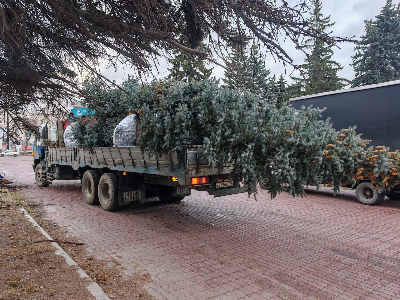 Центр Челябинска украсили семь больших голубых елей Центр Челябинска украсили семь больших голубых елей