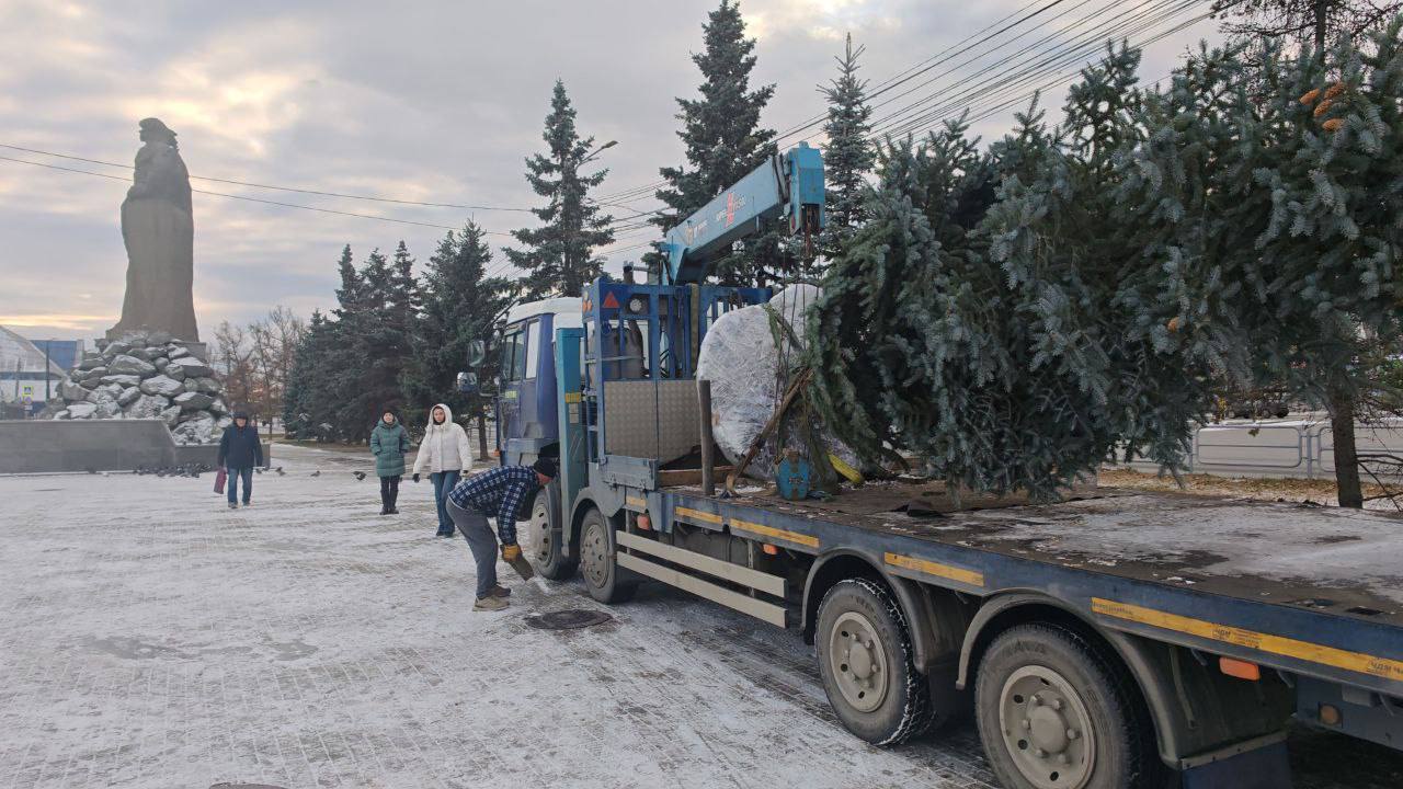 В Челябинске высадили семь больших голубых елей