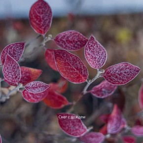 Сегодня в Челябинске мелкий снег с дождем