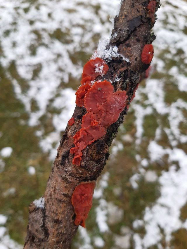 Жительница Кусинского района обнаружила необычный гриб