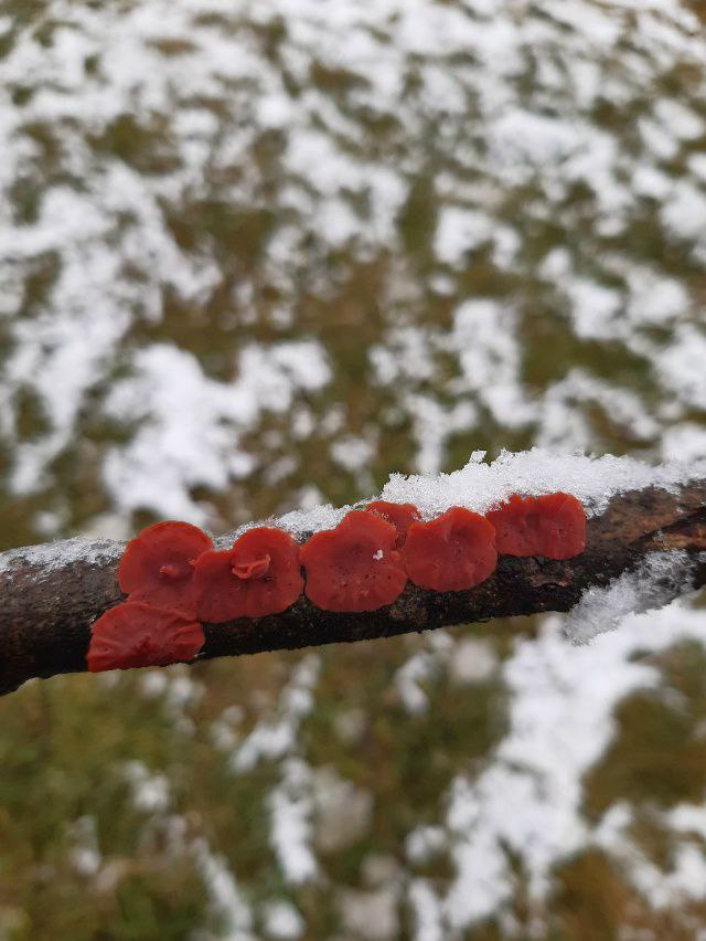 Жительница Кусинского района обнаружила необычный гриб Жительница Кусинского района обнаружила необычный гриб