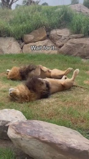 #СДобрымутром31. В воскресенье положено отдыхать даже царям Желаем всем провести этот выходной по-королевски