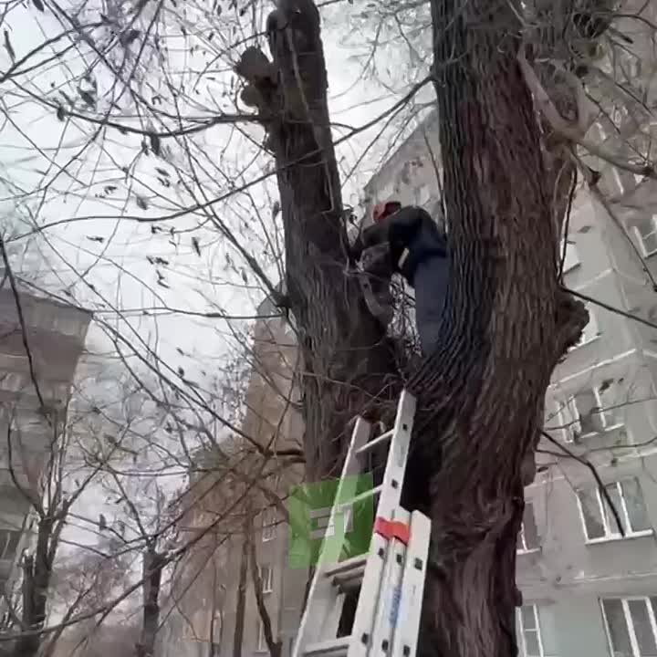 Челябинские спасатели за два месяца помогли 10 домашним животным