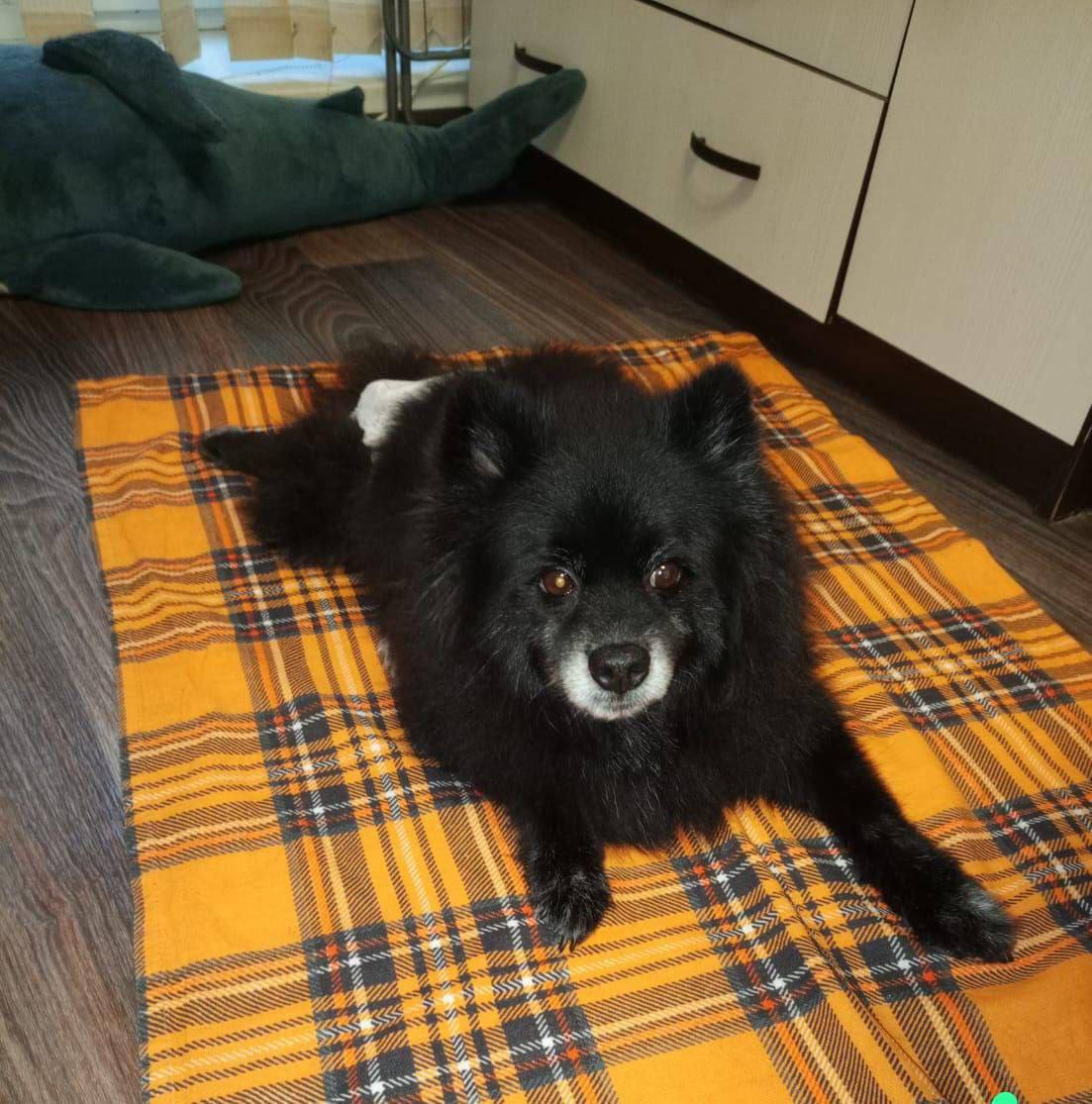 Челябинка ответит в суде за жестокое обращение с собакой