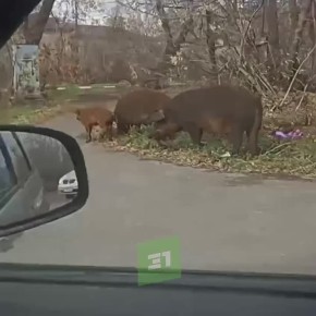 «Банда свиней» разгуливает по Копейску