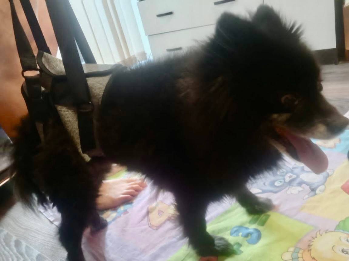 Челябинка ответит в суде за жестокое обращение с собакой Челябинка ответит в суде за жестокое обращение с собакой