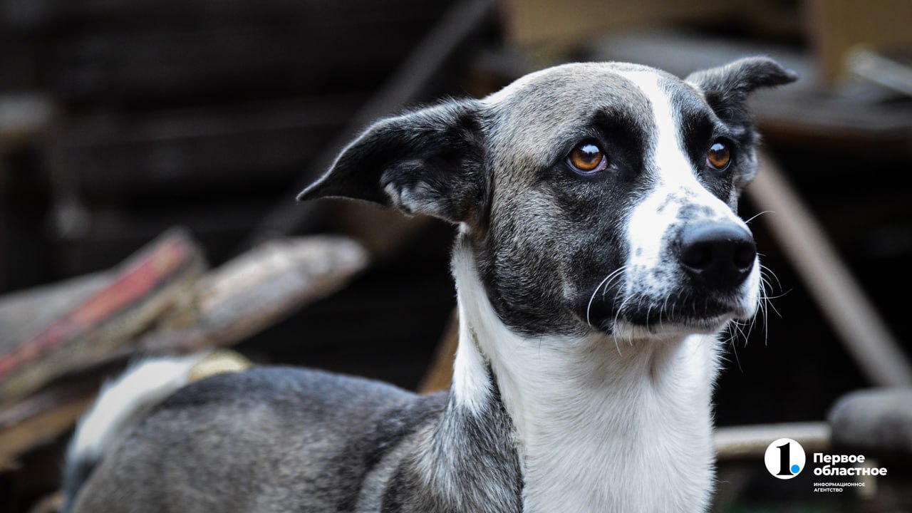 События четверга, 13 ноября, в дайджесте ИА «Первое областное» События четверга, 13 ноября, в дайджесте ИА «Первое областное»