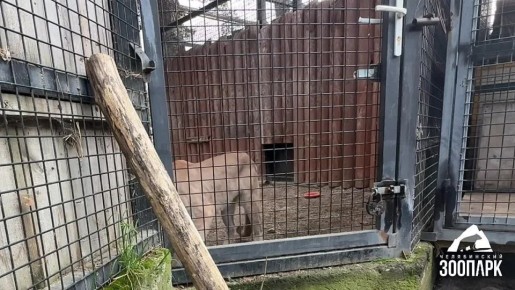 Чирикает как птичка: в Челябинском зоопарке показали необычную хищницу