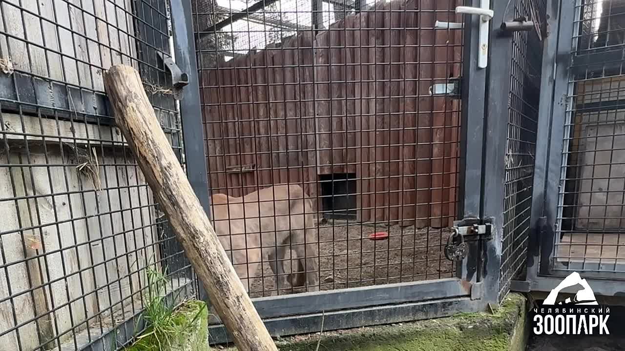 Чирикает как птичка: в Челябинском зоопарке показали необычную хищницу