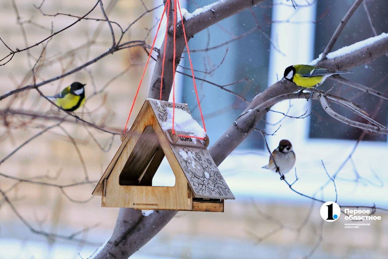 В Челябинской области стартовала ежегодная экологическая акция «Синичка-74»