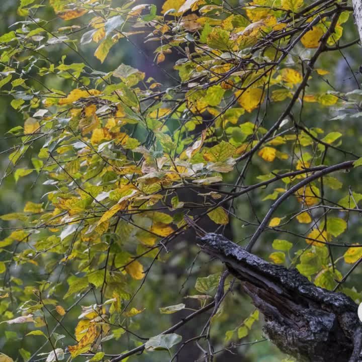 Облачно в Челябинске. Сегодня всемирный День доброты