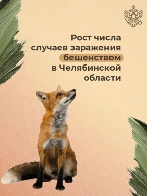 В первой половине 2025 года ветеринарные службы Челябинской области зафиксировали свыше 20 случаев бешенства среди диких и домашних животных