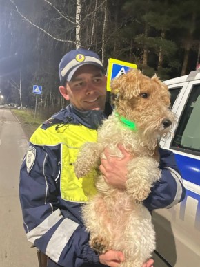 Вечерней милоты в ленту. В Трехгорном сотрудники полиции нашли пропавшую собаку