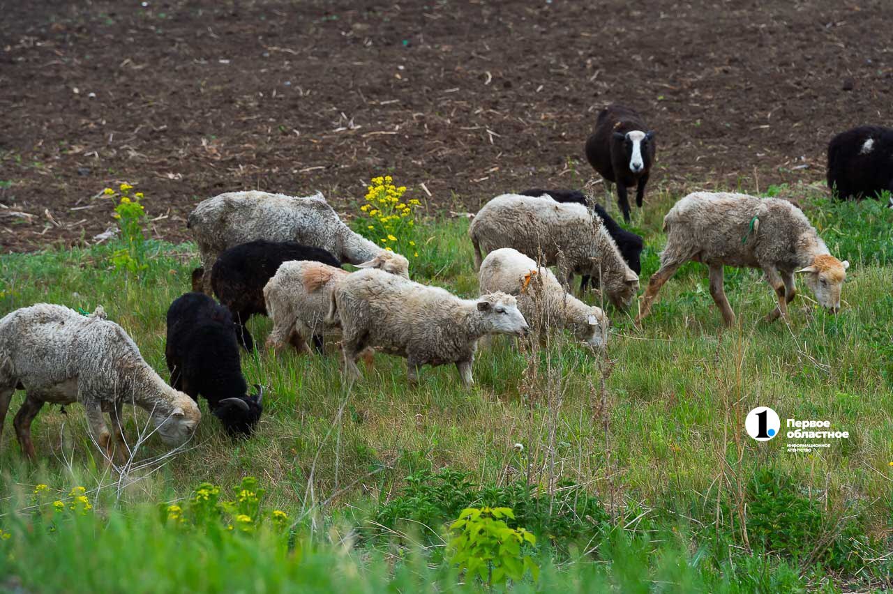 Челябинский ветеринар Карен Даллакян предложил сделать штрафстоянки для скота