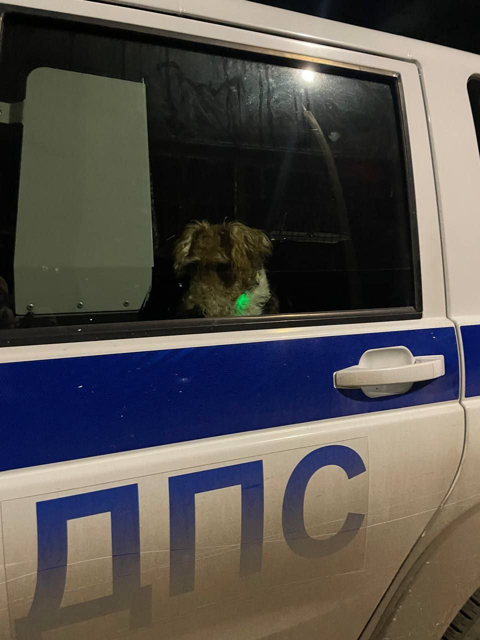 Полицейские нашли пушистого потеряшку Полицейские нашли пушистого потеряшку