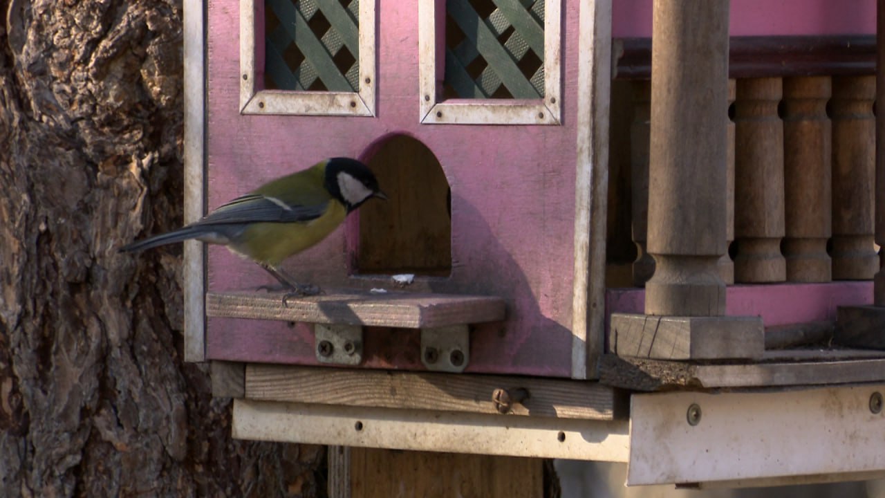 Жителей Челябинска призывают не делать кормушки для птиц из пластиковых бутылок