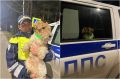 Полицейские Трёхгорного нашли пропавшего пса и вернули его хозяйке