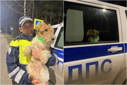 Полицейские Трёхгорного нашли пропавшего пса и вернули его хозяйке