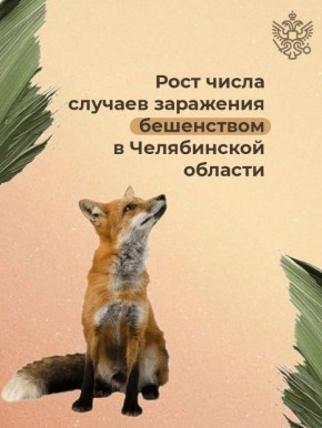 В первой половине 2025 года ветеринарные службы Челябинской области зафиксировали свыше 20 случаев бешенства среди диких и домашних животных