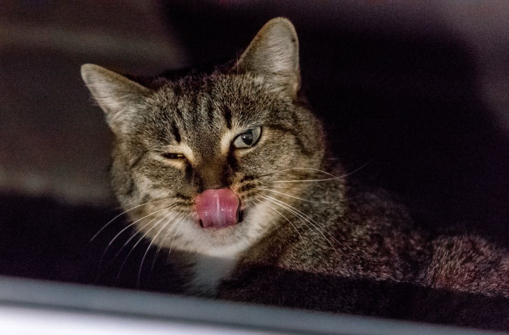 Адвокат Мария Дементьева рассказала, можно ли заводить кота при аллергии у соседей