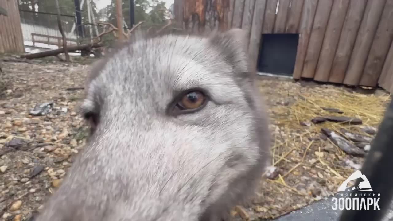Всем песец! Милаха из челябинского зоопарка делает кусь