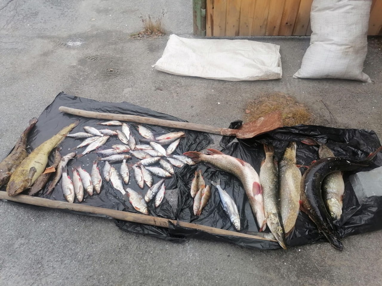 В Саткинском районе полицейские задержали браконьера, выловившего более 50 особей рыбы в особо охраняемой зоне