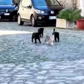 «Только черному коту и не везет….»Сегодня отмечаем день защиты черных котов