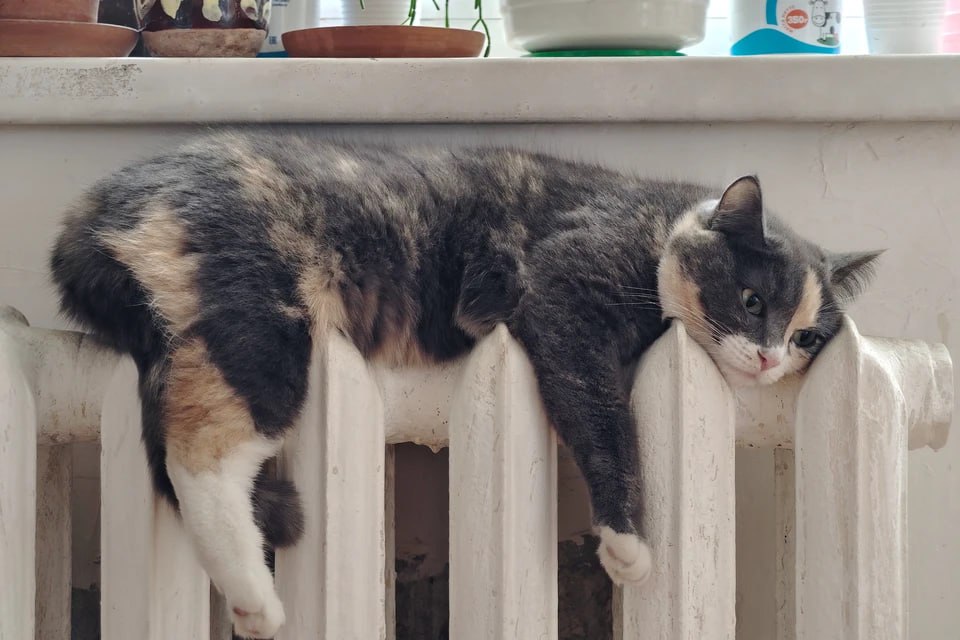 Мэр Челябинска Алексей Лошкин поручил подчиненным следить за управляющими компаниями