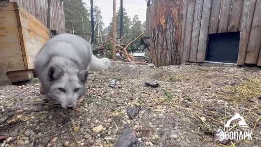 Только посмотрите, какие у него зубки