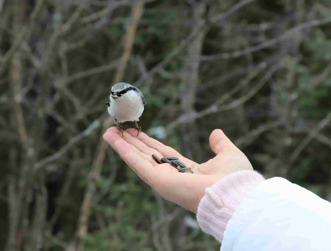 В нацпарках Челябинской области волонтеры развесили кормушки для птиц
