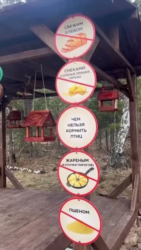 Пташкино счастье: птичью столовую открыли в городском бору Челябинска