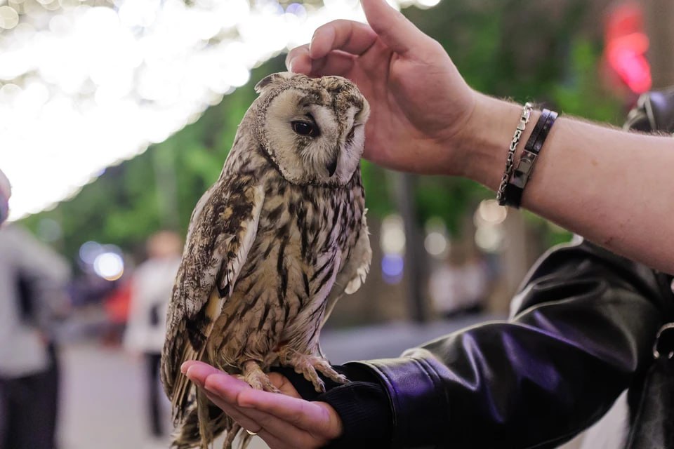 Птицы слепнут и умирают: в Челябинске на Кировке стало еще больше фотографов-живодеров с совами