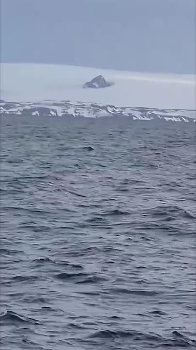 Федор Конюхов доплыл до Антарктиды