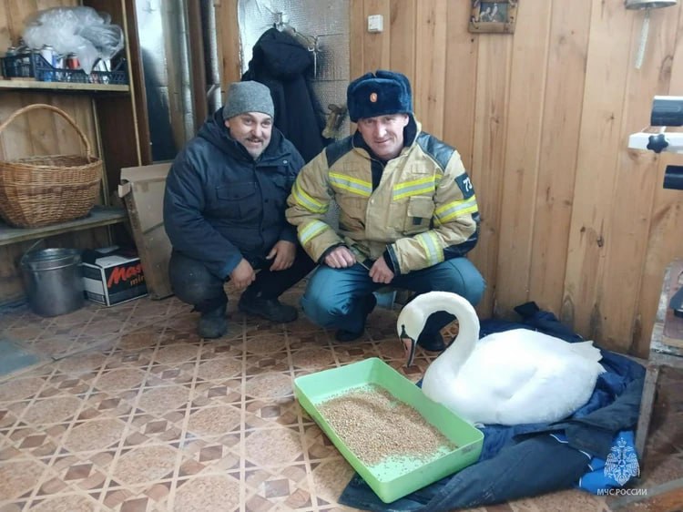 «Обессилел и почти не сопротивлялся»: в Челябинской области спасли вмерзшего в лед лебедя